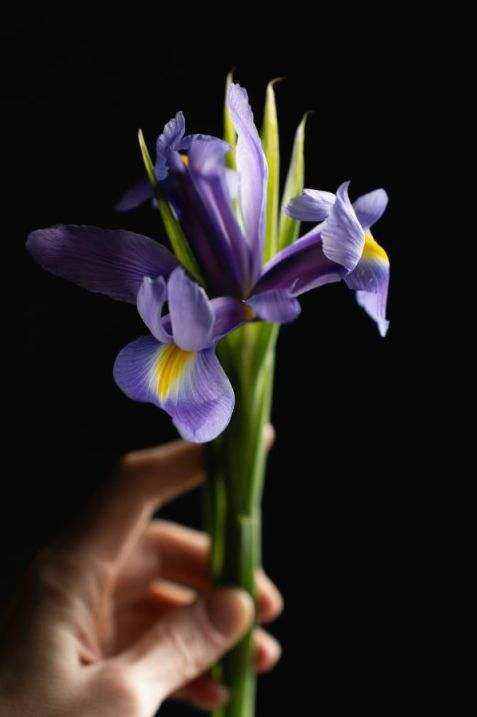 Floral table arrangements